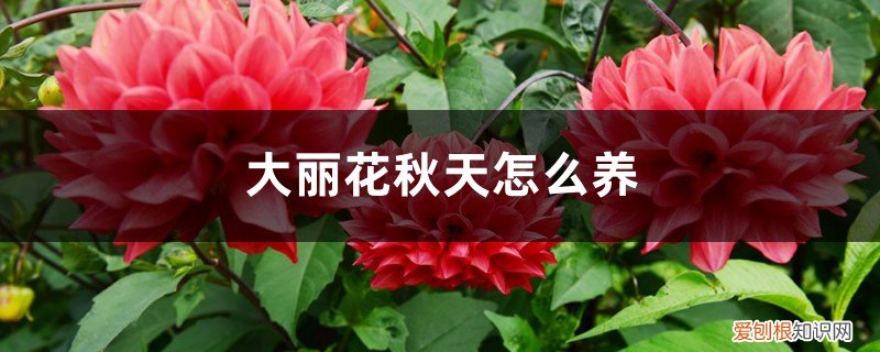 大丽花秋天怎么养殖 大丽花秋天怎么养