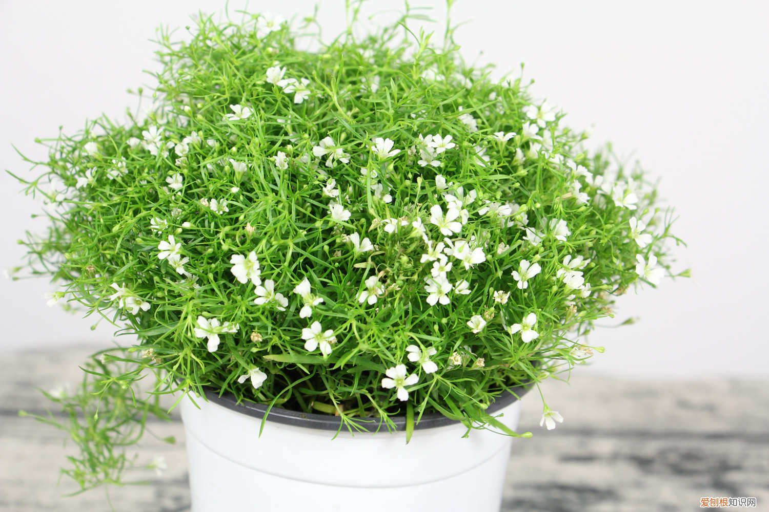 满天星秋天怎么养护 满天星秋天怎么养