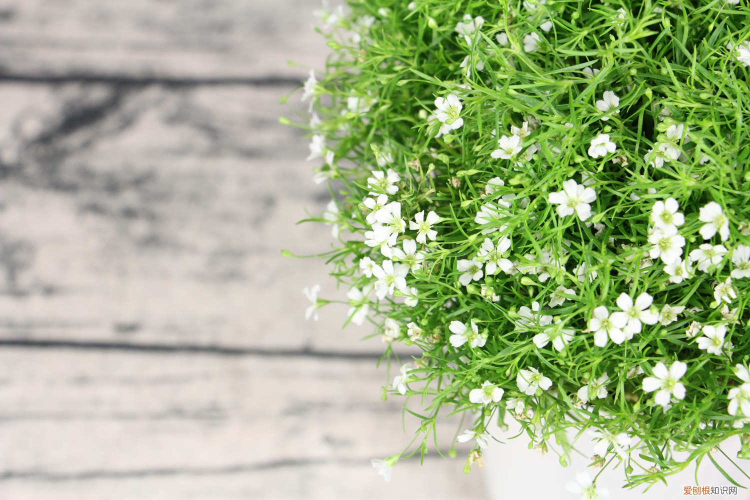 满天星秋天怎么养护 满天星秋天怎么养