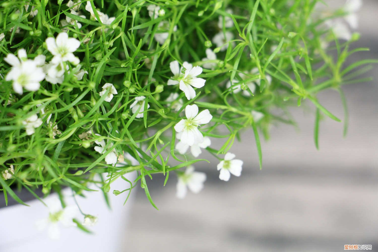 满天星秋天怎么养护 满天星秋天怎么养