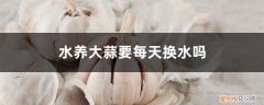 大蒜怎么水养 水养大蒜要每天换水吗