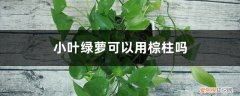 盆栽绿萝中间的棕柱 小叶绿萝可以用棕柱吗