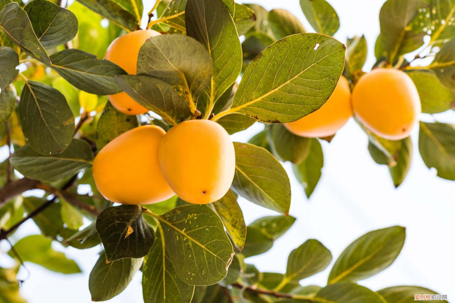 柿子用酒精脱涩的方法 柿子发涩麻嘴巴,往皮上抹点“酒”,放3天,拿出来香甜可口!