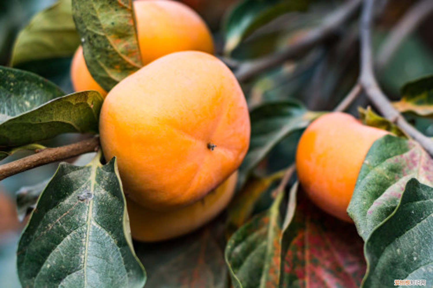 柿子用酒精脱涩的方法 柿子发涩麻嘴巴,往皮上抹点“酒”,放3天,拿出来香甜可口!