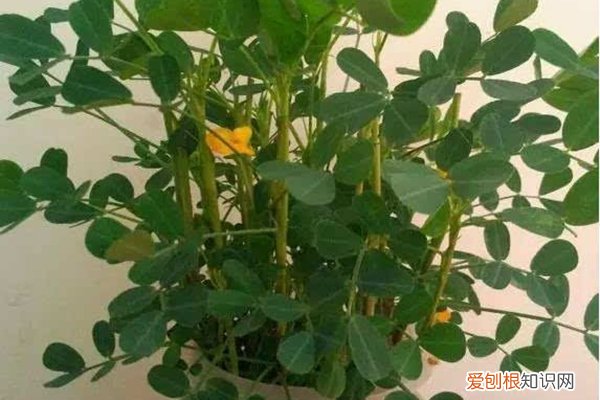 自己在家怎么种花生芽 1把花生随手扔水里，7天发芽，1月长成小盆栽，摆在哪里都好看！