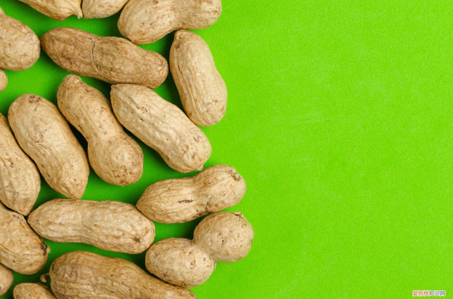 自己在家怎么种花生芽 1把花生随手扔水里，7天发芽，1月长成小盆栽，摆在哪里都好看！