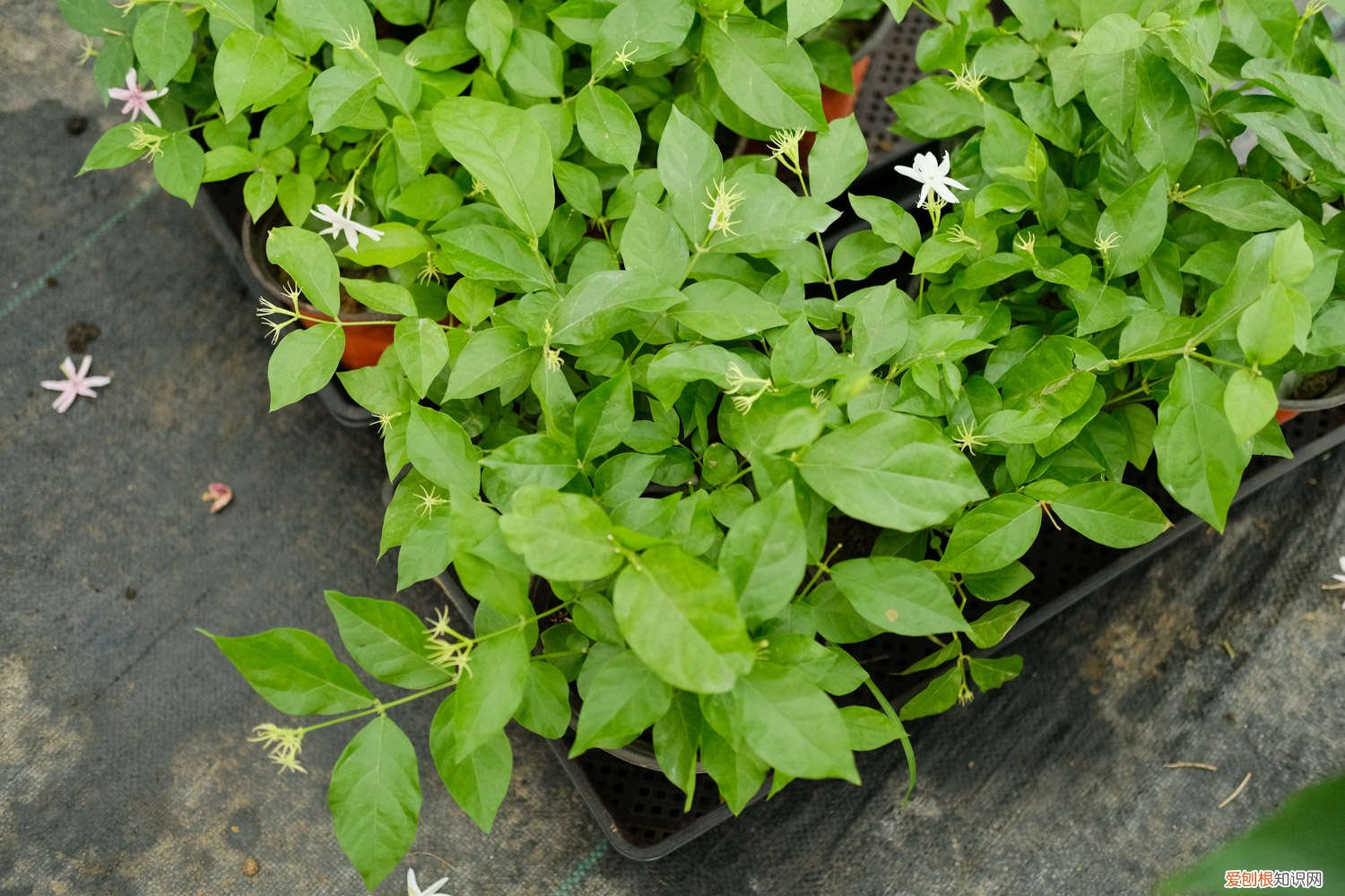 茉莉 花是什么颜色 茉莉花的颜色
