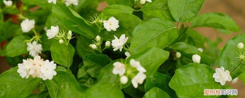 茉莉 花是什么颜色 茉莉花的颜色