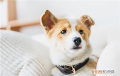 狗粮没了用什么应急 狗粮没了应急的食物