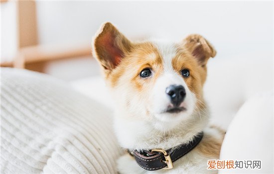 狗粮没了用什么应急 狗粮没了应急的食物