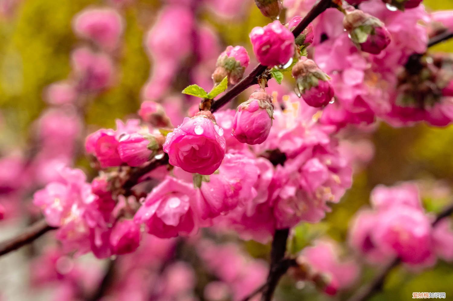 榆叶梅的播种繁殖方法 榆叶梅的繁殖方法