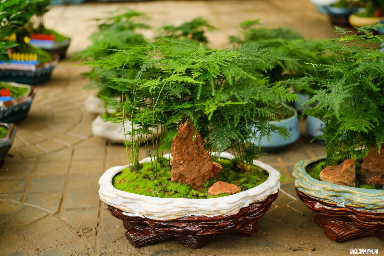 文竹可以用白糖水浇灌吗 家家都有的“白糖”,用来浇花,文竹黄叶都不见!