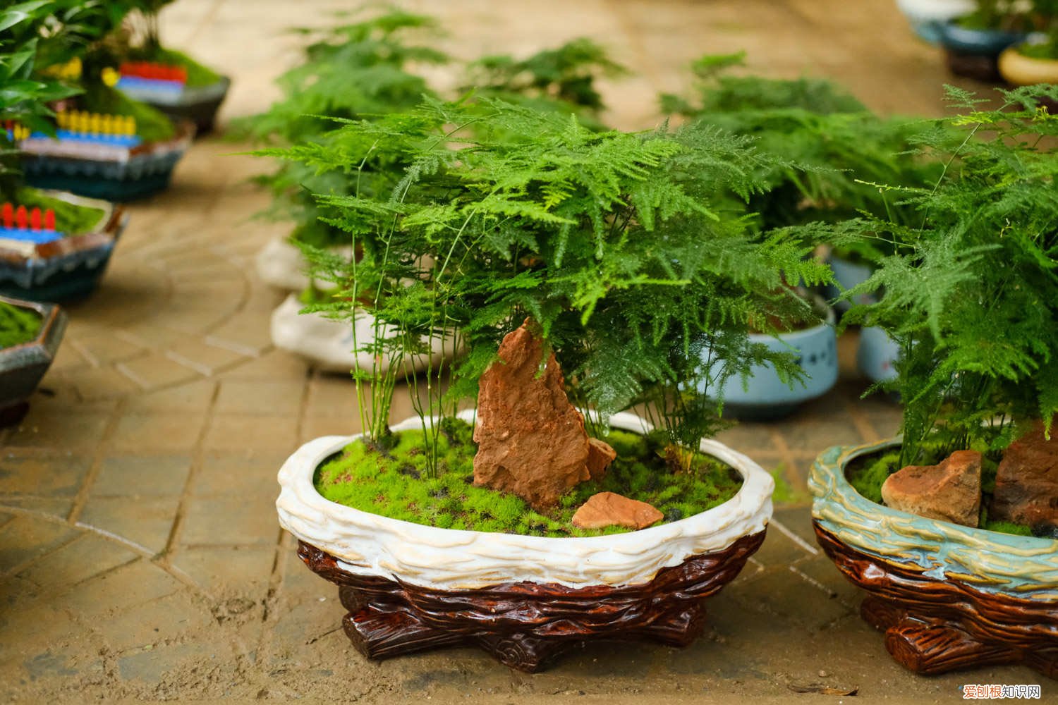 文竹可以用白糖水浇灌吗 家家都有的“白糖”,用来浇花,文竹黄叶都不见!