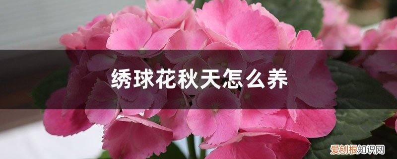 绣球花秋天养护 绣球花秋天怎么养