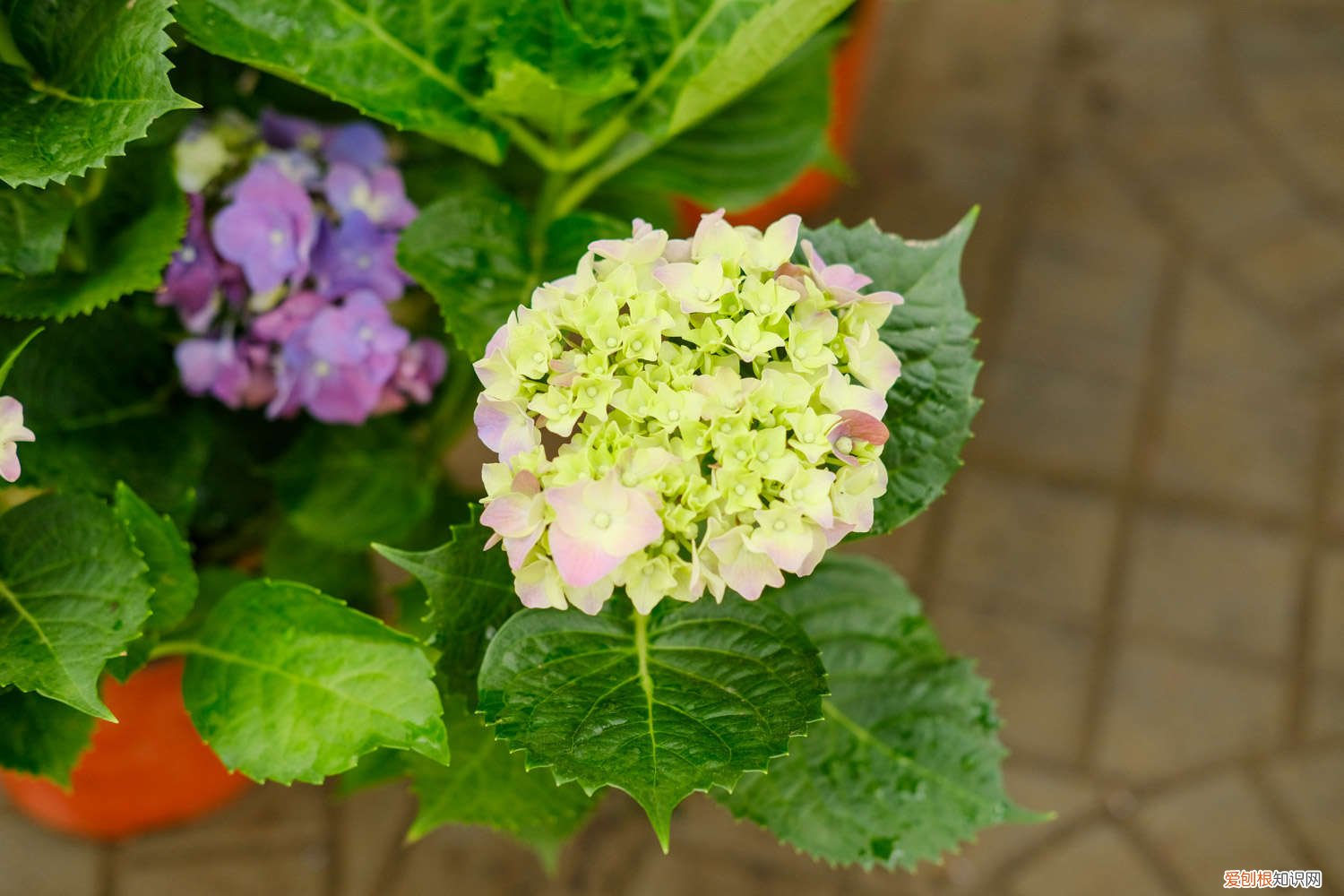 绣球花秋天养护 绣球花秋天怎么养
