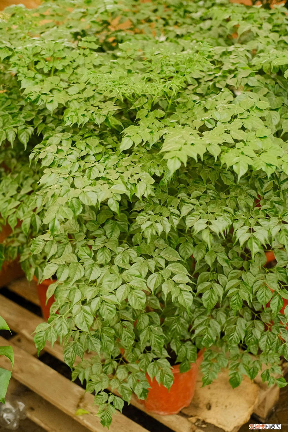 幸福树秋天怎么养护 幸福树秋天怎么养