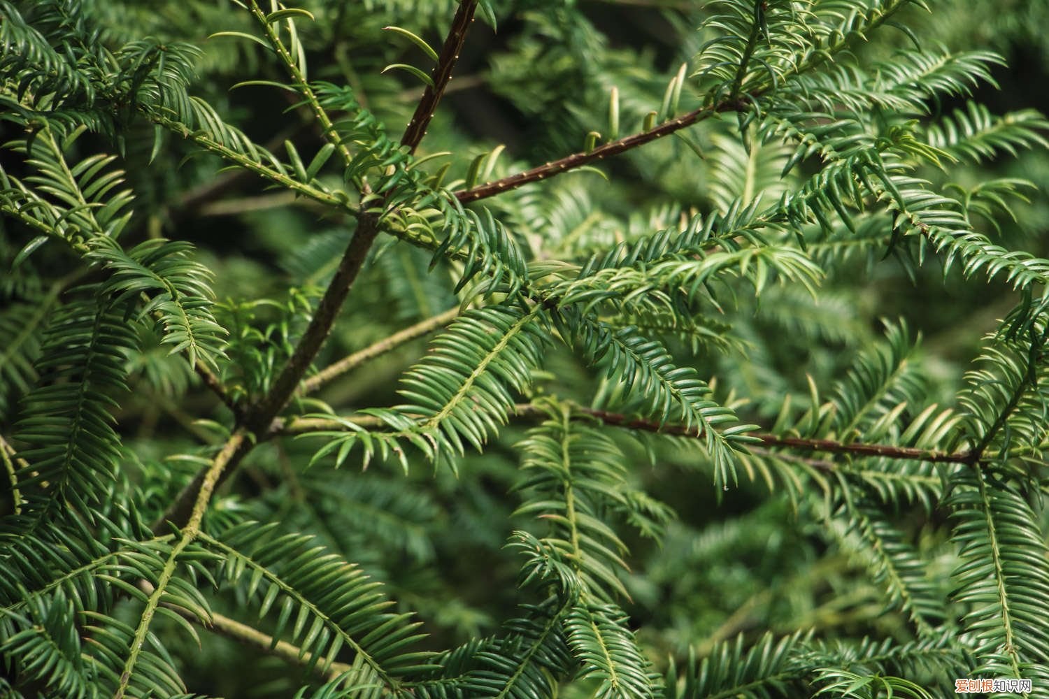 红豆杉秋天怎么养殖 红豆杉秋天怎么养