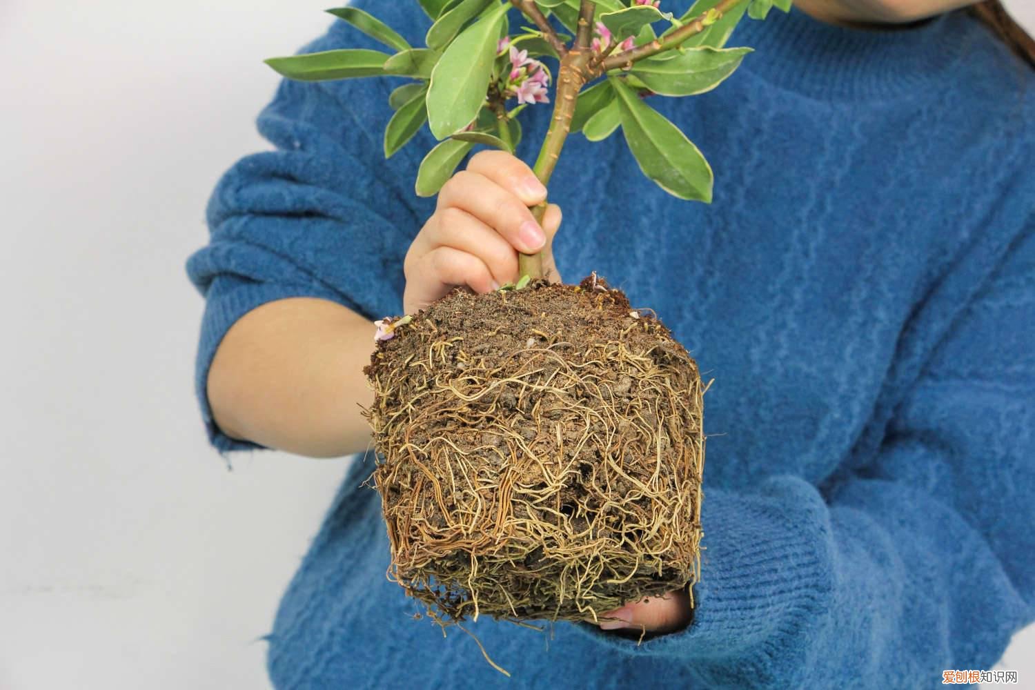 秋季瑞香的养殖方法和注意事项 瑞香秋天怎么养