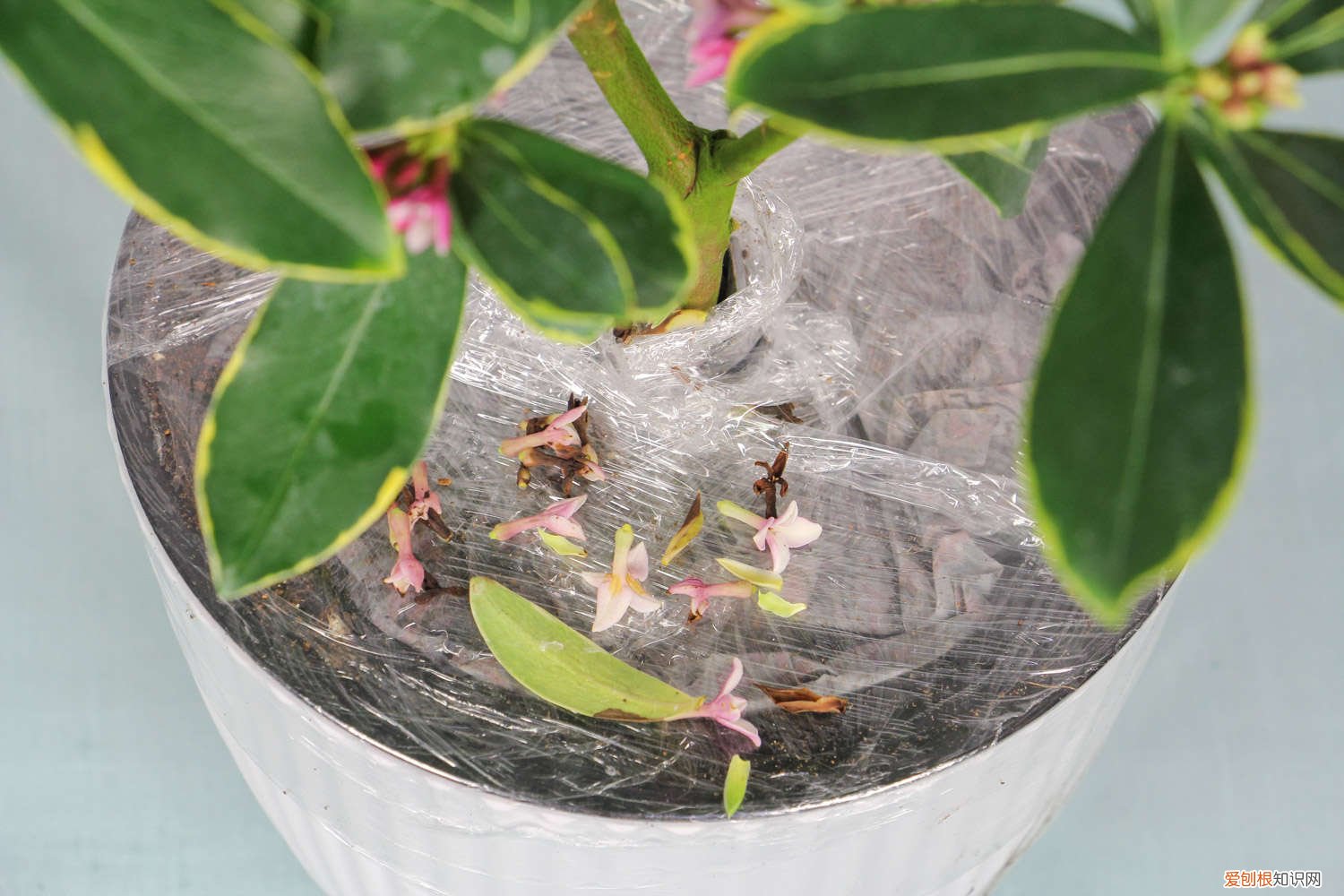 秋季瑞香的养殖方法和注意事项 瑞香秋天怎么养