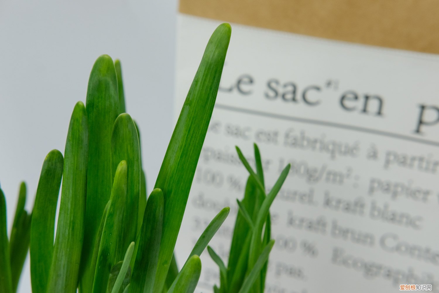 水仙花秋天可以种吗 水仙花秋天怎么养