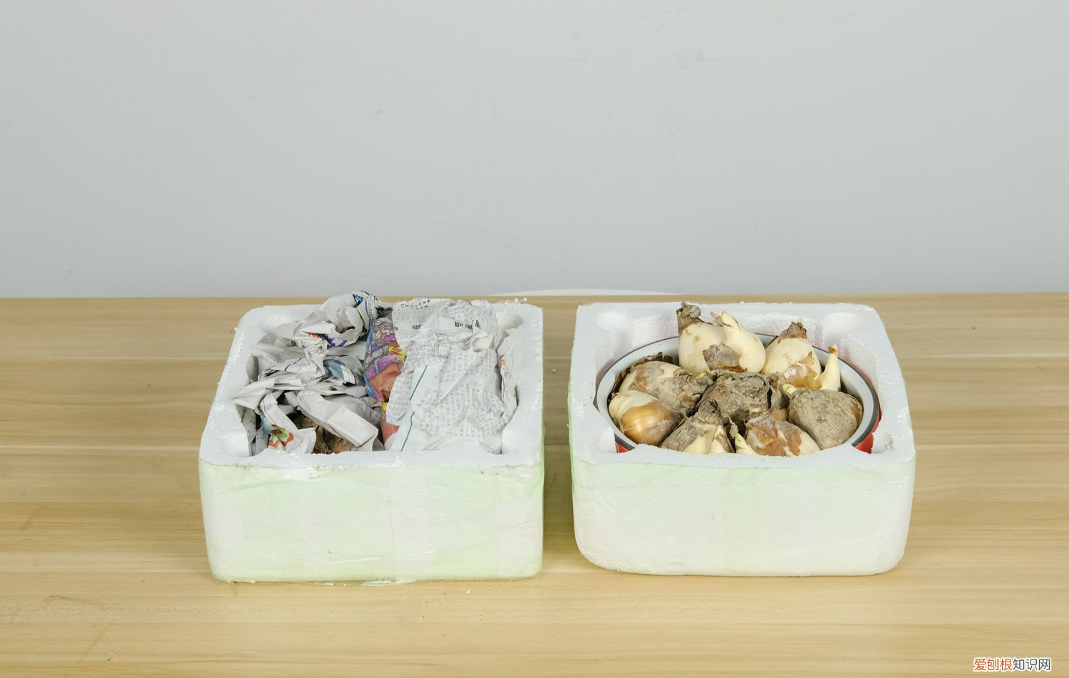 水仙花秋天可以种吗 水仙花秋天怎么养