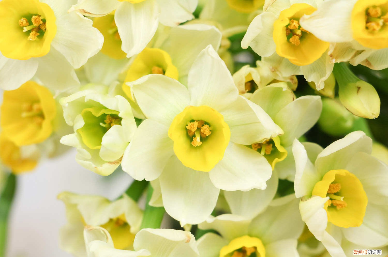 水仙花秋天可以种吗 水仙花秋天怎么养