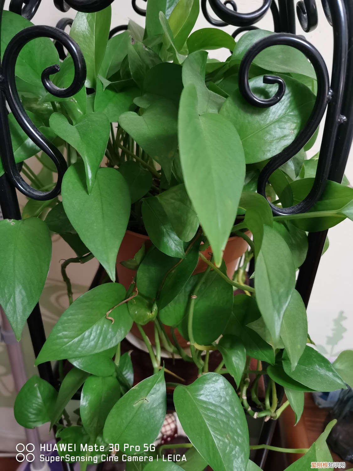 绿萝移植水培的方法 绿萝怎么移植水培