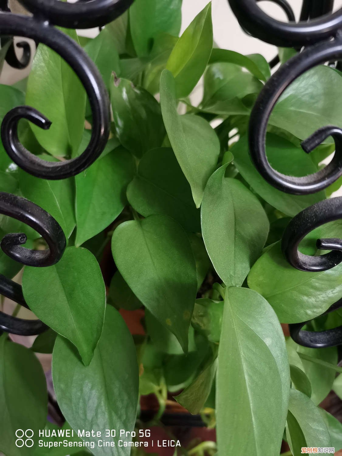 绿萝移植水培的方法 绿萝怎么移植水培