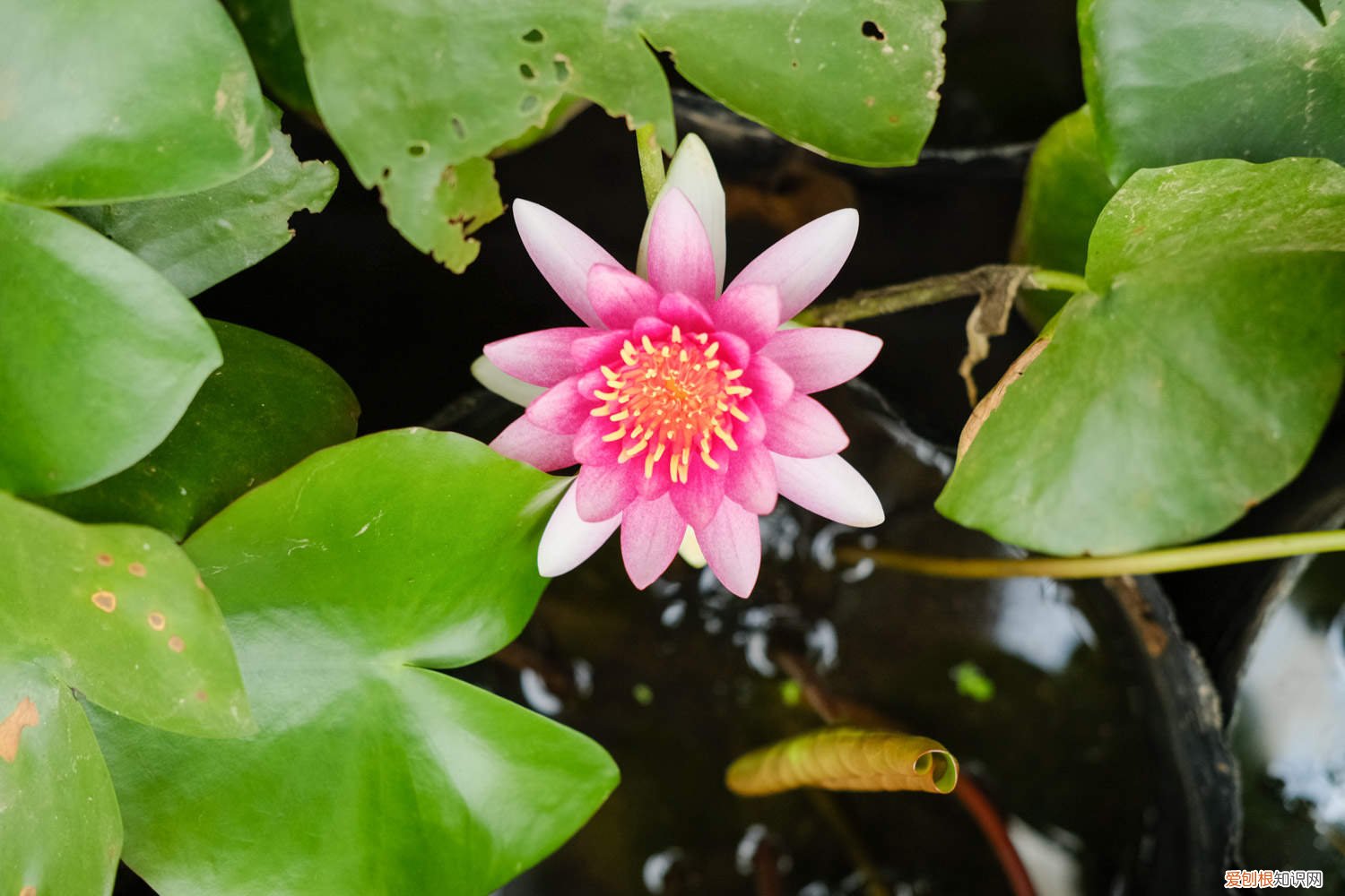 睡莲的种植方法 家庭 睡莲的种植方法