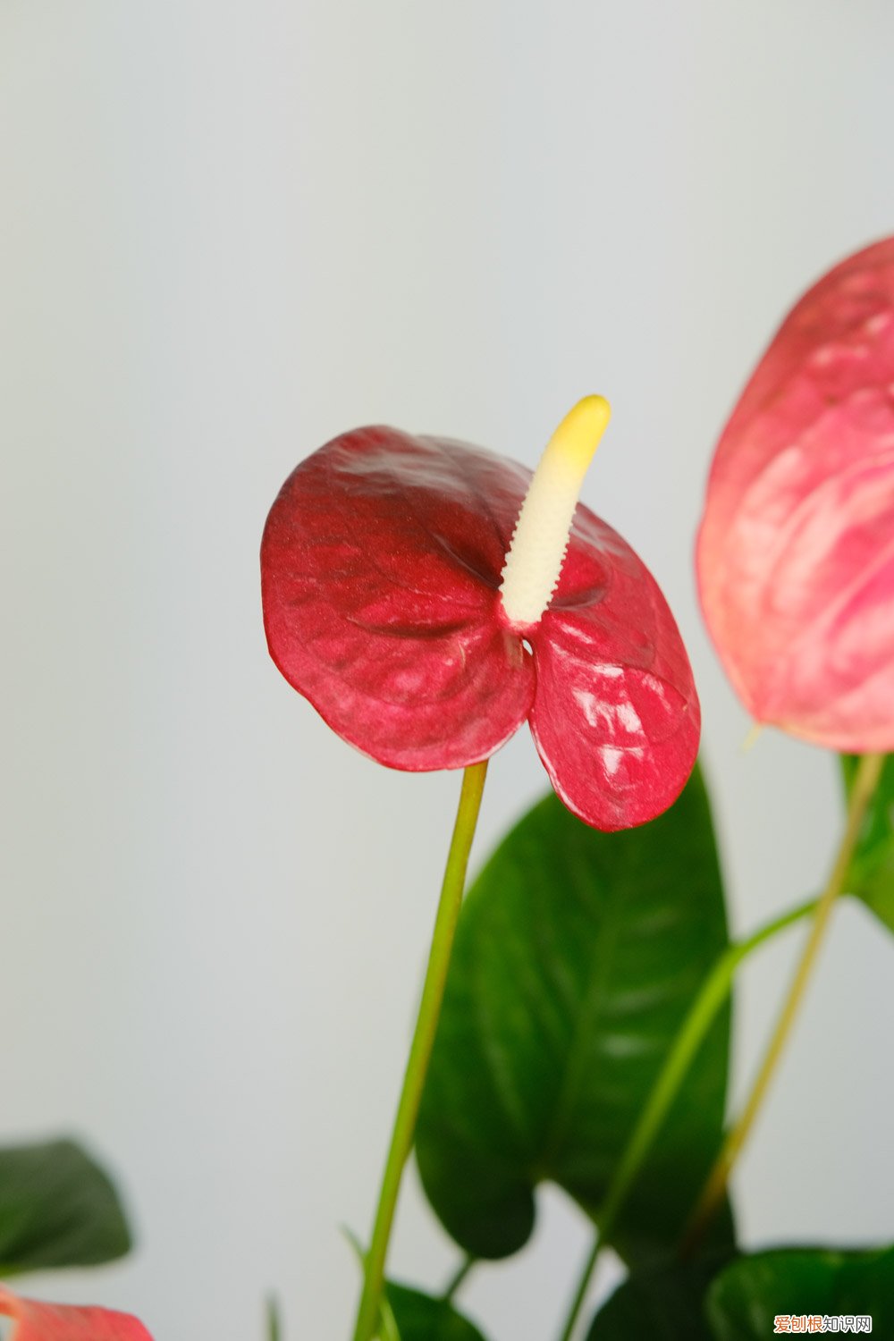 刚买的红掌叶子发黄怎么办 红掌叶子发黄怎么办