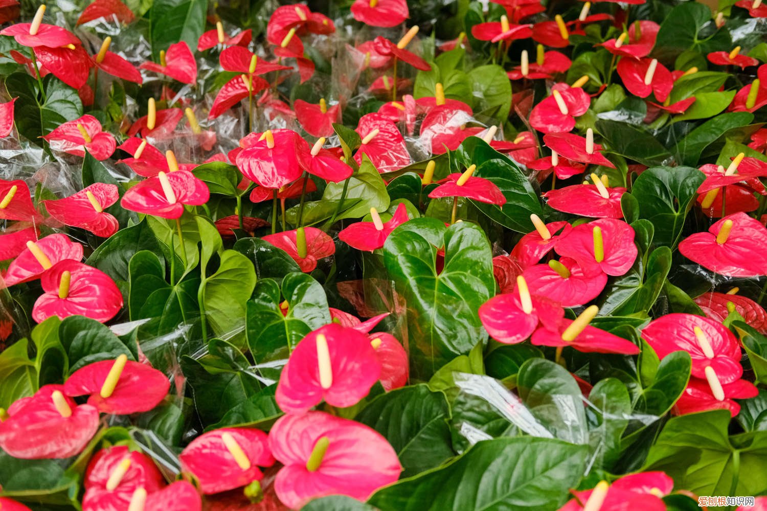 刚买的红掌叶子发黄怎么办 红掌叶子发黄怎么办