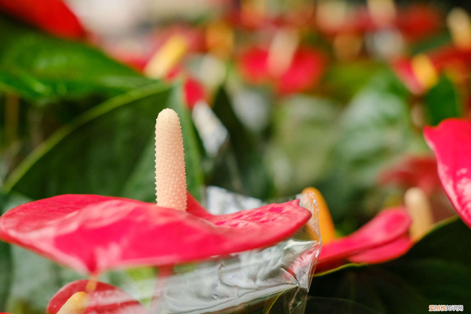 刚买的红掌叶子发黄怎么办 红掌叶子发黄怎么办