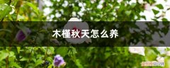 木槿秋天怎么养护和浇水 木槿秋天怎么养