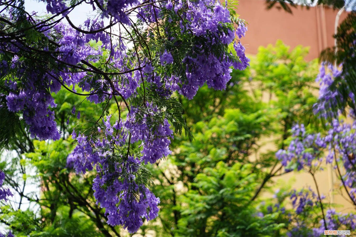 好听又有深意的植物名 坚强 好听又有深意的植物名