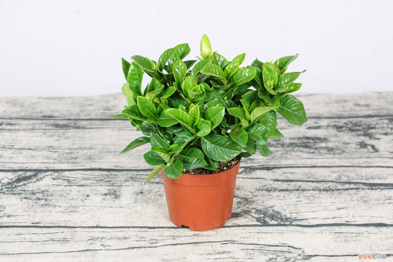 家养喜阴的植物 喜阴的植物