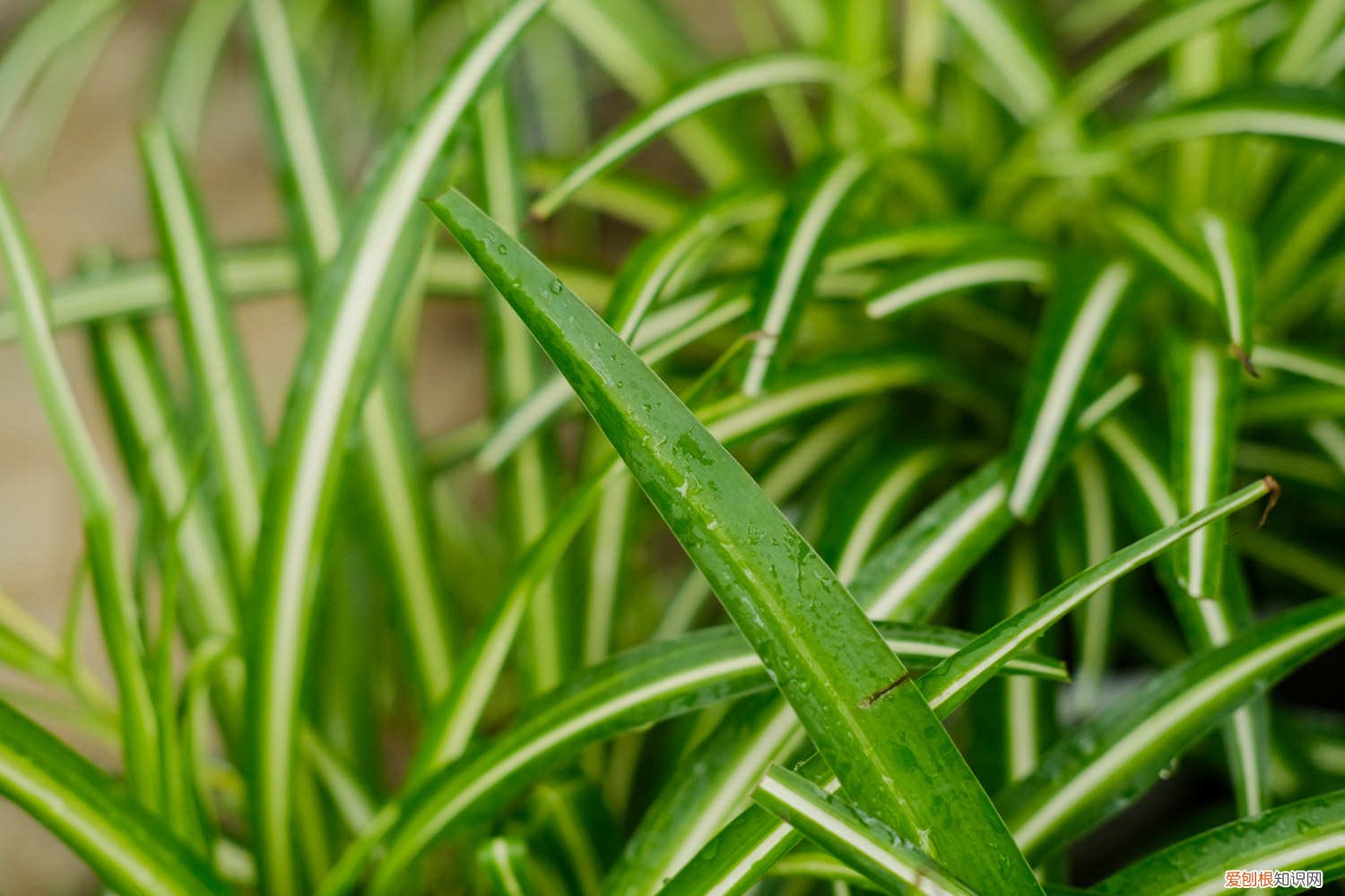 家养喜阴的植物 喜阴的植物