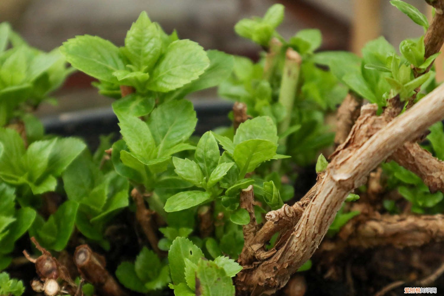 桑叶长啥样 桑叶长什么样