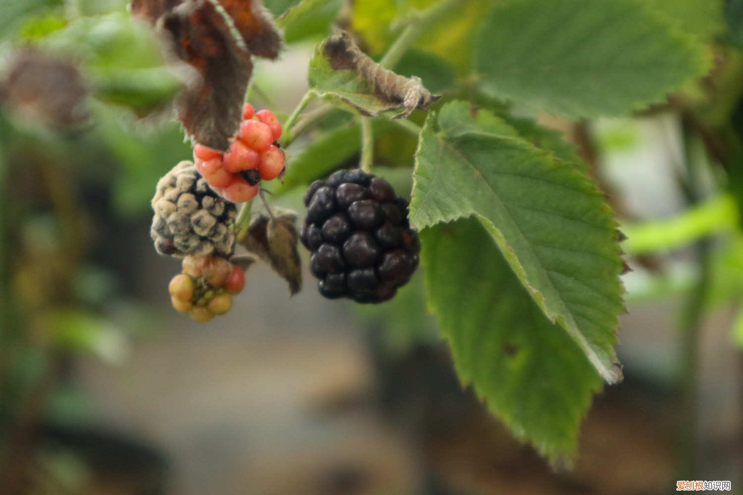 桑叶长啥样 桑叶长什么样