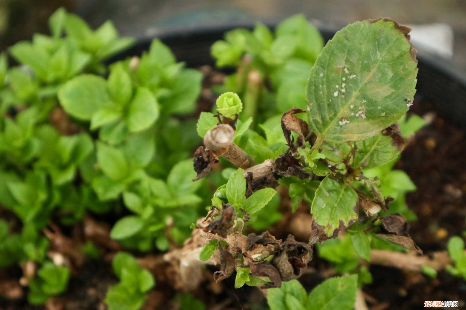 桑叶长啥样 桑叶长什么样