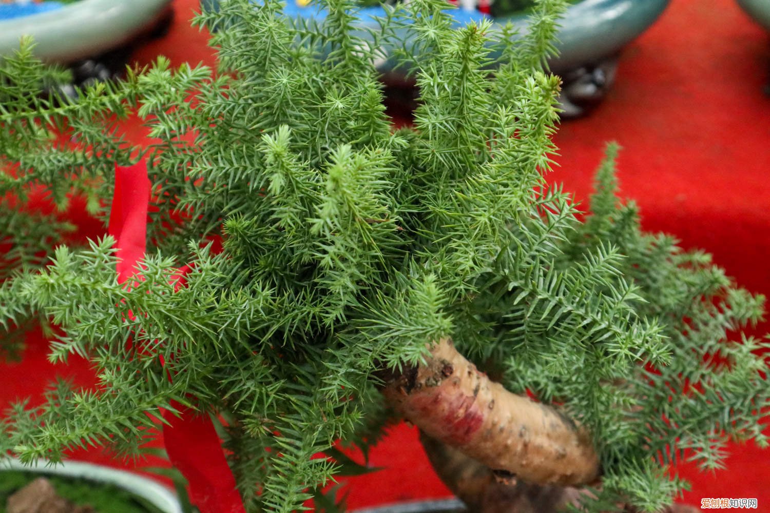 澳洲杉盆景怎么修剪枝条 澳洲杉盆景怎么修剪