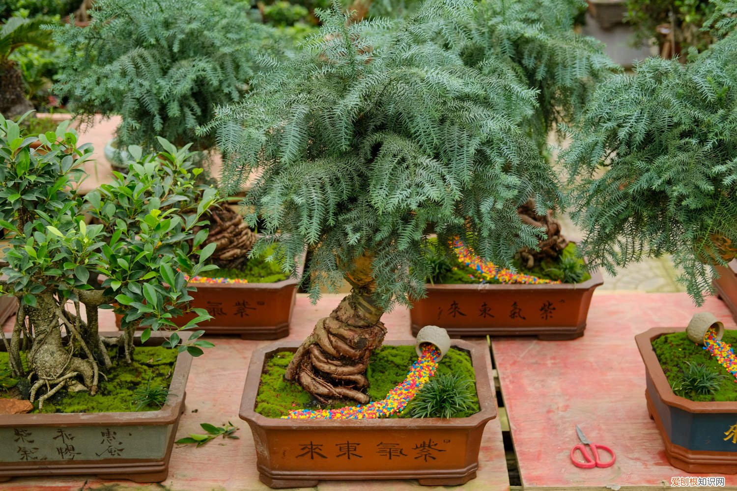 澳洲杉盆景怎么修剪枝条 澳洲杉盆景怎么修剪