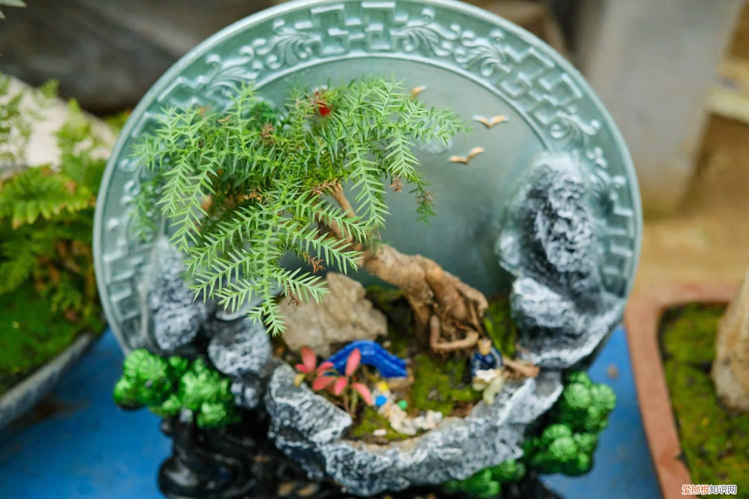 澳洲杉怎么施肥 澳洲杉怎么养得肥