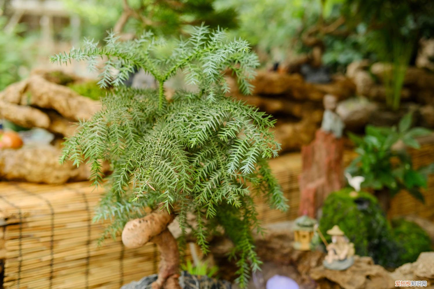 澳洲杉怎么施肥 澳洲杉怎么养得肥