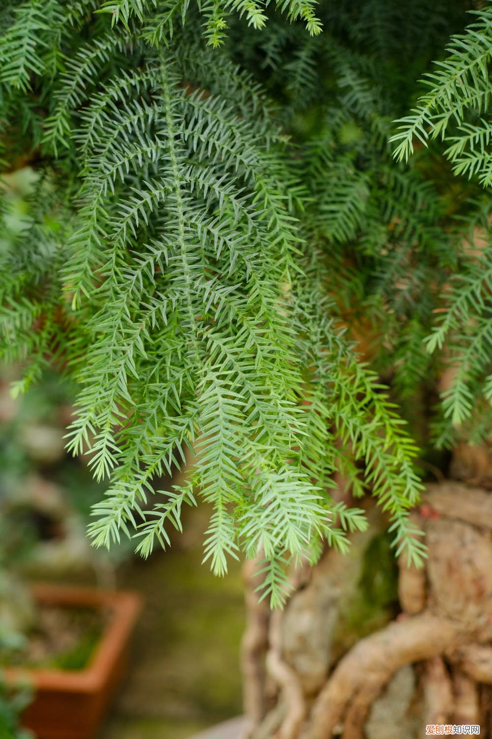 澳洲杉怎么施肥 澳洲杉怎么养得肥