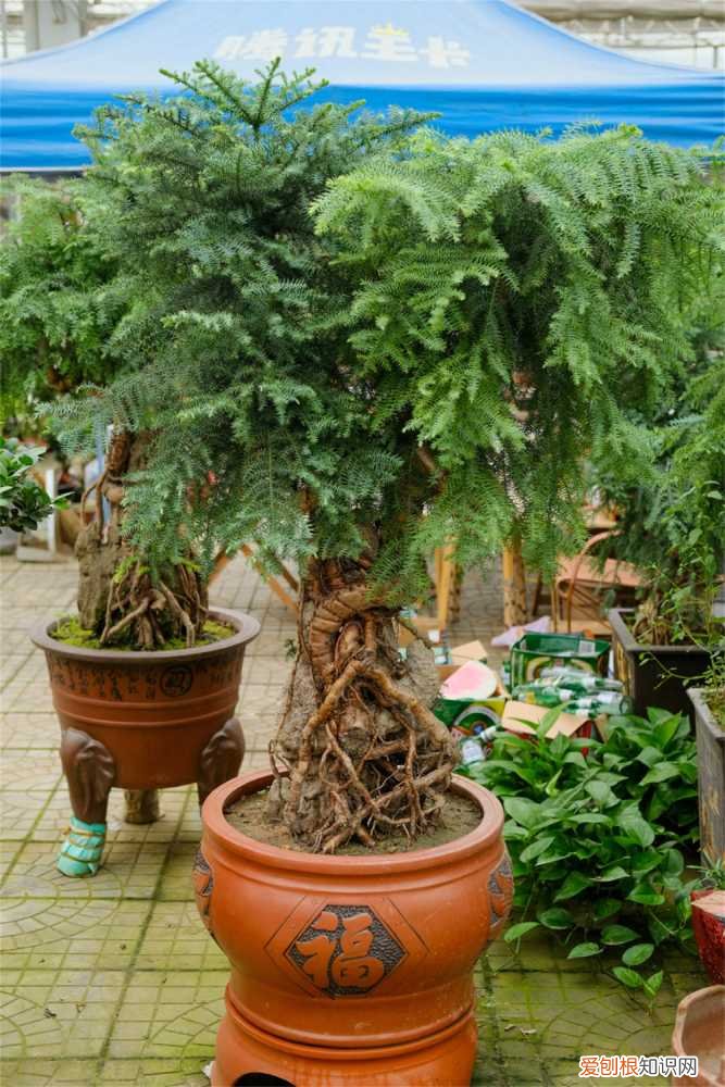 盆栽澳洲杉怎么养 澳洲杉如何养好