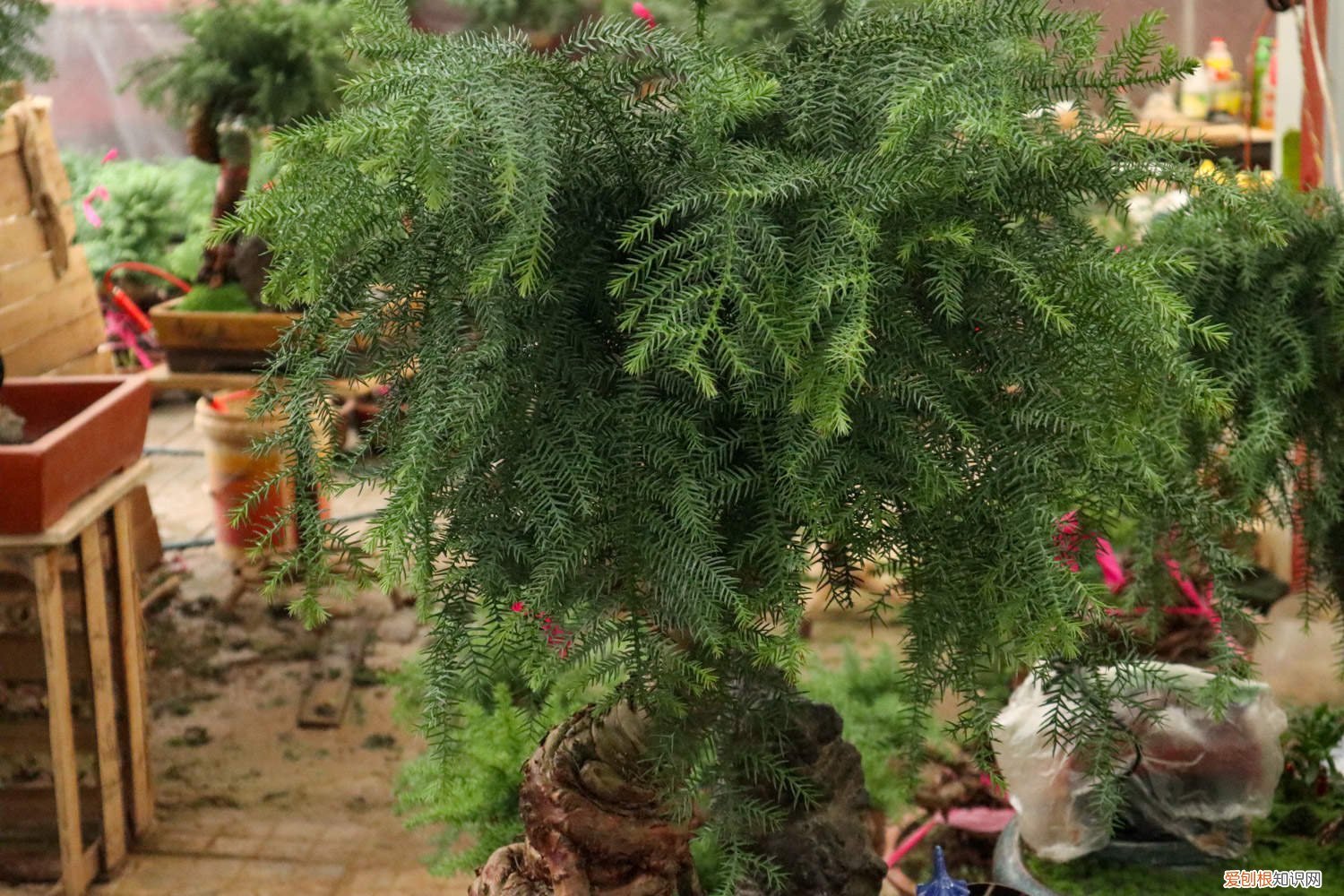 盆栽澳洲杉怎么养 澳洲杉如何养好