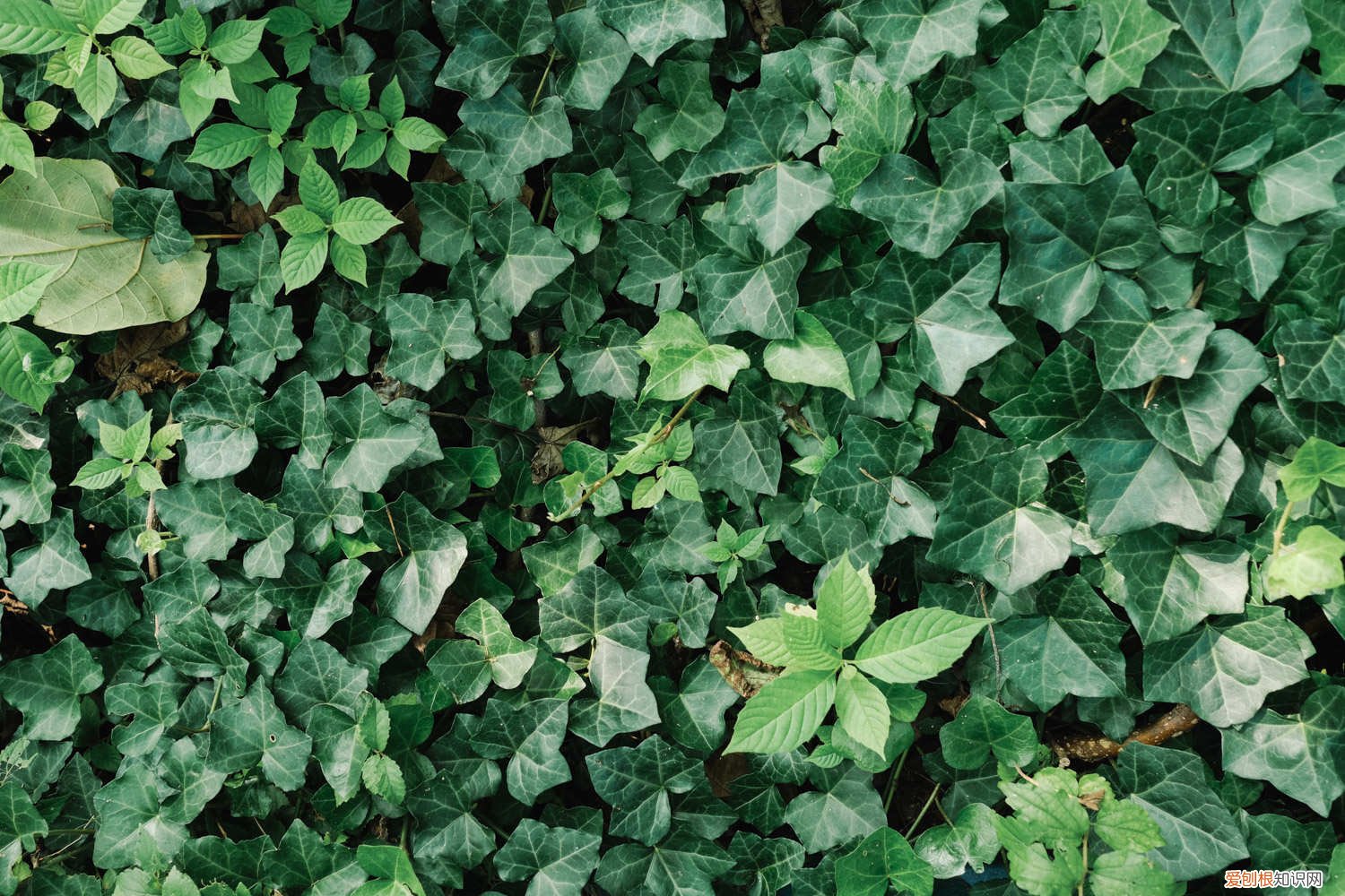 常春藤怎么过冬季 常春藤秋天怎么养