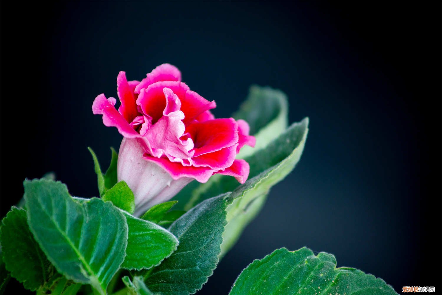 大岩桐夏天怎么养 大岩桐秋天怎么养