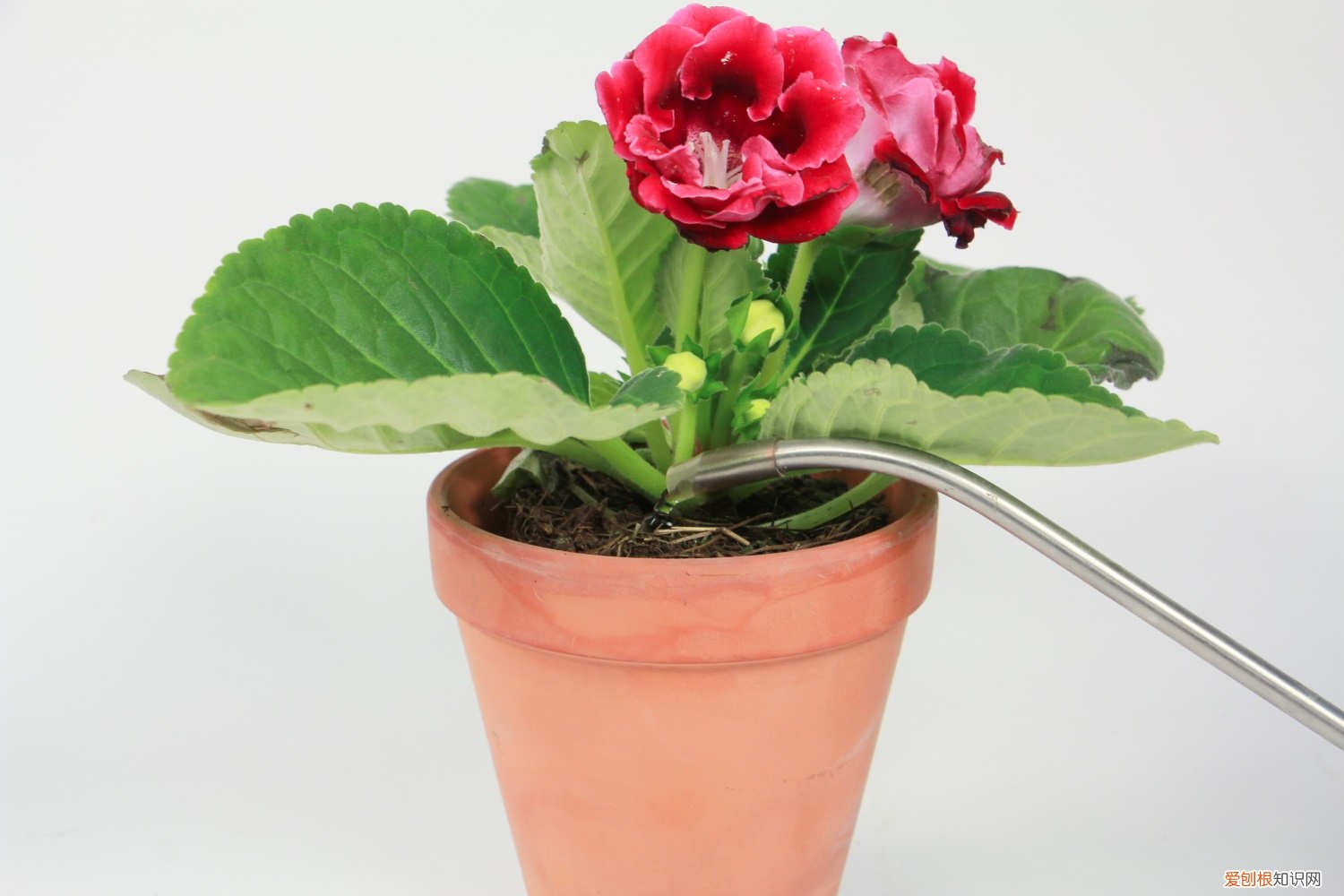 大岩桐夏天怎么养 大岩桐秋天怎么养