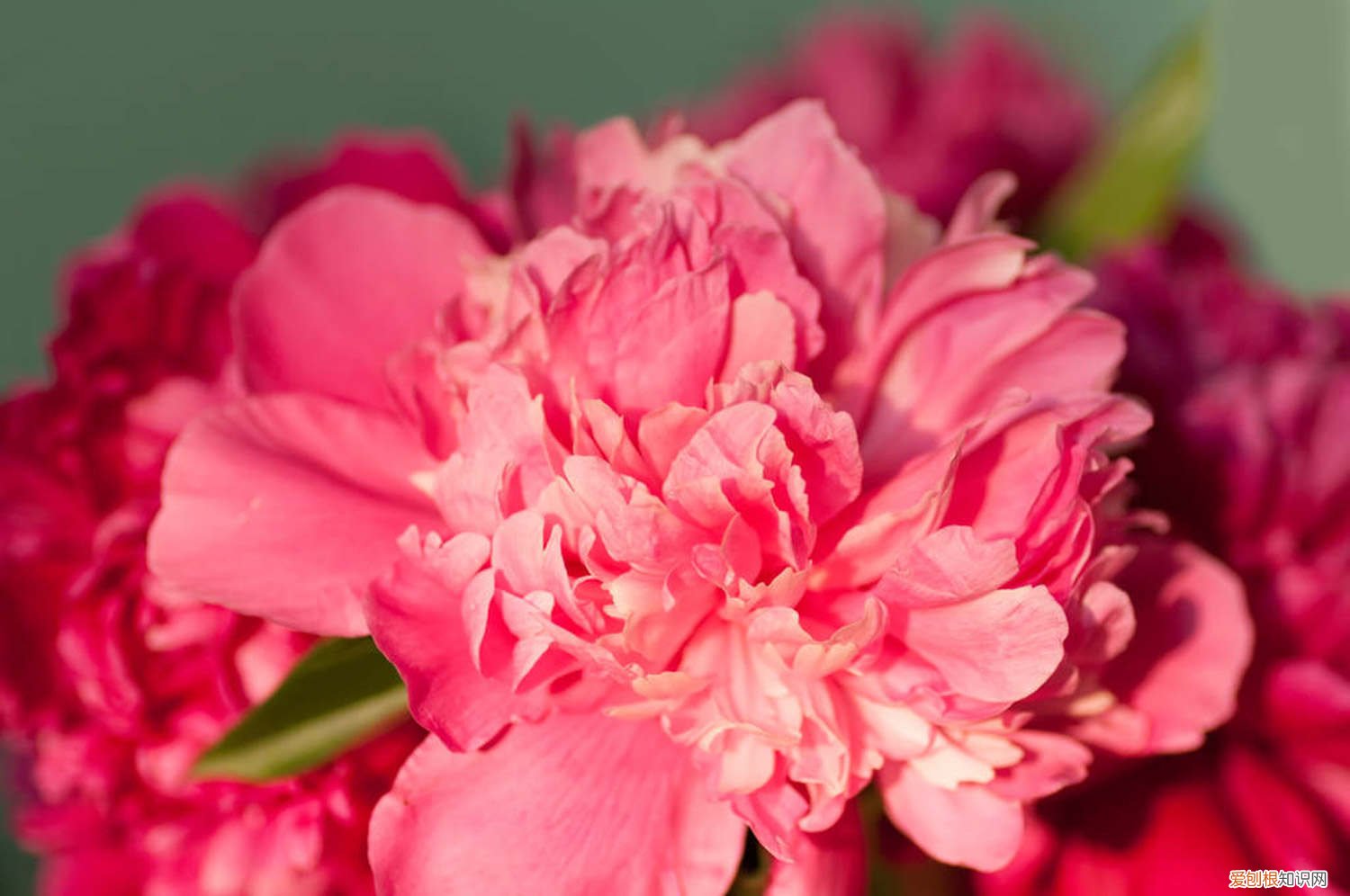 怎样养芍药才是正确的 芍药秋天怎么养